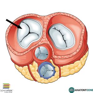 Tricuspid Valve - AnatomyZone