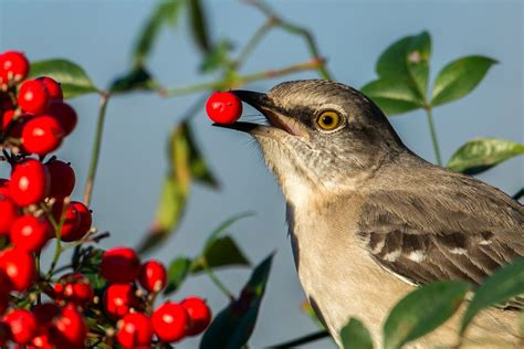 Northern Mockingbird Audubon Field Guide