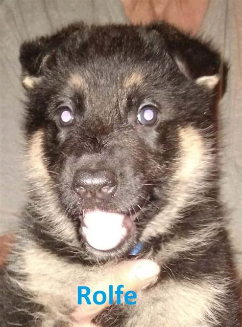 5 male German Shepherd puppies. Update, 2 left. | PetClassifieds.com