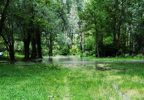 Fotos Gratis Paisaje árbol Agua Naturaleza Arroyo Pantano