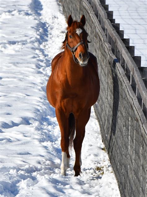 パカパカ工房 On Twitter 【ビッグレッドファームの種牡馬達】雪深い中で放牧地を右往左往すると体力を急激に消耗します。①シップの