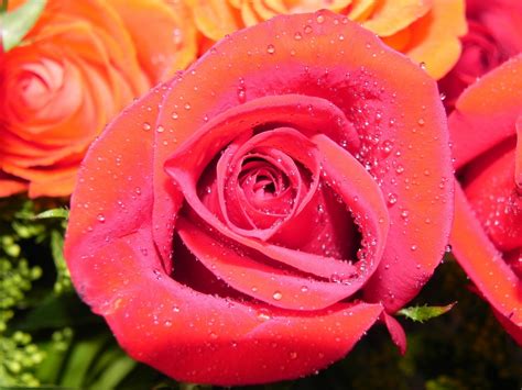 Free Images Nature Flower Petal Pink Red Rose Close Up