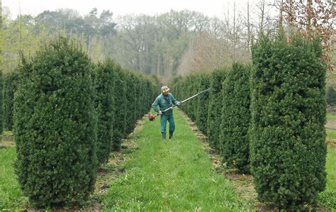 Тис средний хикси в ландшафтном дизайне (62 фото) - красивые картинки и ...