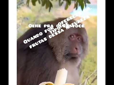 o macaco tá certo YouTube