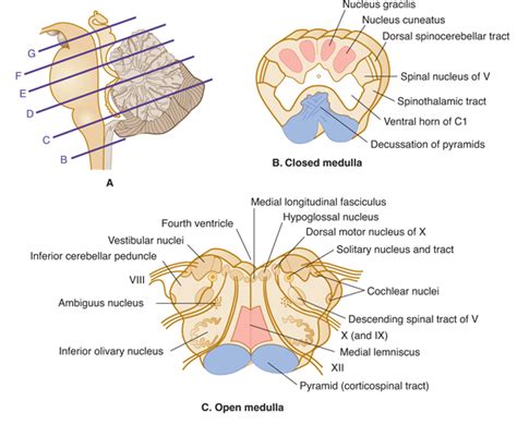 Brain Stem Cross Section