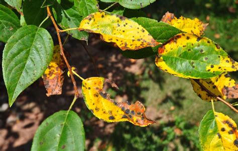 Identifying And Curing Tree Diseases – Tree Industries