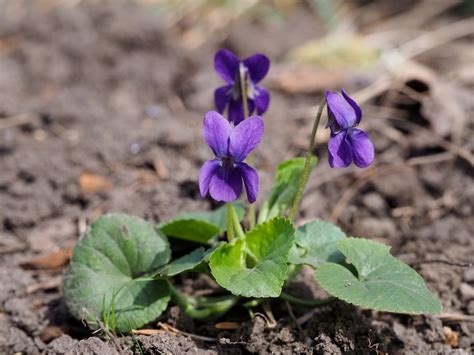 Violka Vonná A Její Příbuzné Viola Odorata Viola Sp Blanokřídlí V