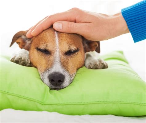 Arriba 104 Foto Como Saber Si Un Perro Tiene Fiebre Sin Termómetro