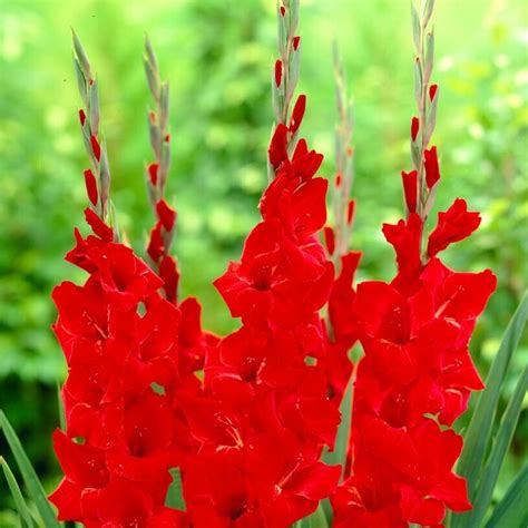 Get Gladiolus Oscar Summer Flowering Bulb In Mi At English Gardens