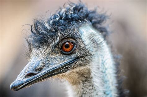 Funny Emu Stock Photos Pictures And Royalty Free Images Istock