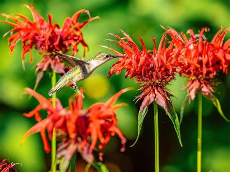 17 Flowers That Hummingbirds Love (Plant These in Your Garden ...