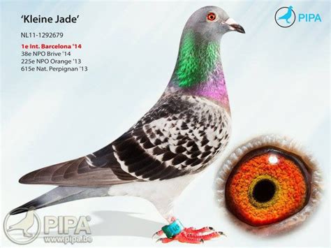 Jelle Jellema Pigeons Eu