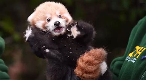 Rare Baby Red Panda That Gave Hope For Endangered Species Effort Gets