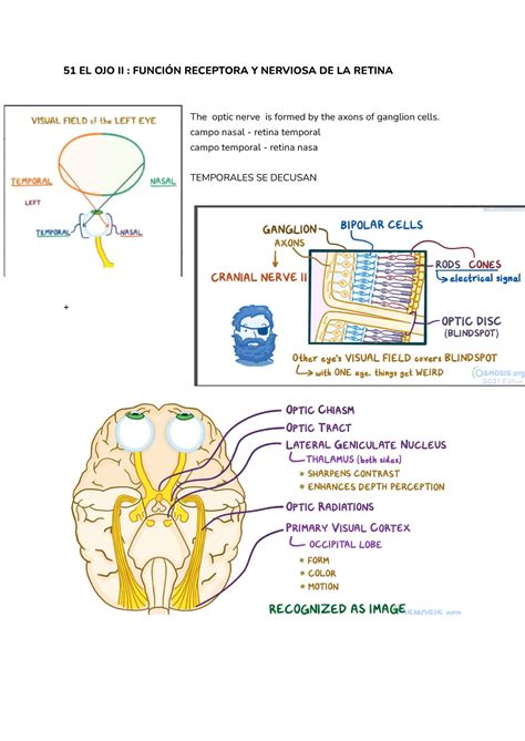 2ndo parcial fisio apunte 51 EL OJO II FUNCIÓN RECEPTORA Y