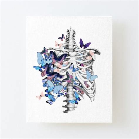 Rib Cage Skeleton Butterflies Butterfly Thoracic Cage Ribcage