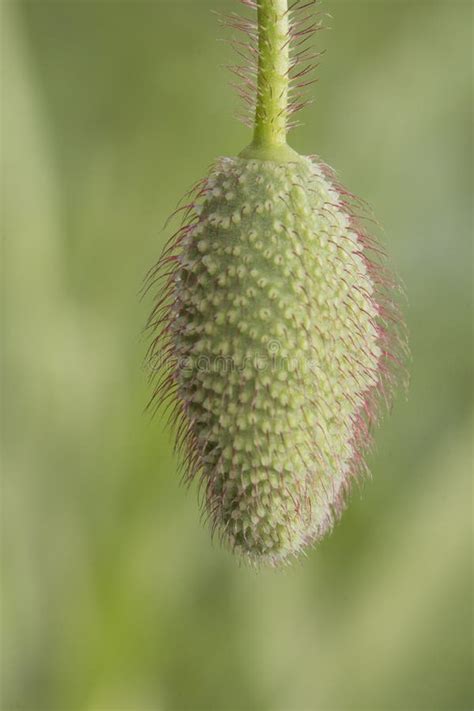 Papaver Rhoeas Flanders Milharal Ou Papoila Comum Bela Flor De Cor