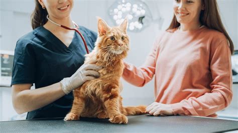 When To Take Your Cat To An Emergency Vet Signs Its Urgent Vet