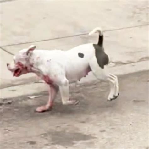 Pitbull Dog Attack