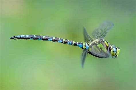 Green Dragonfly Meaning & Symbolism (Renewal & Growth)