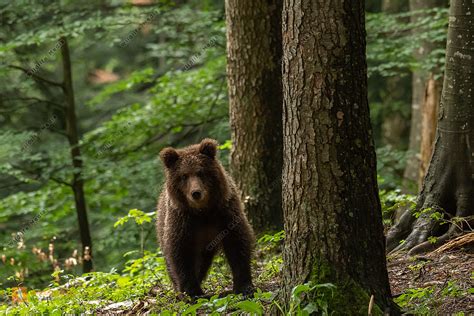 B R Bild Bestellen Naturbilder Bei Wildlife Media