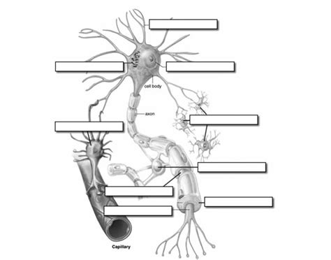 Neuron Labeling Quiz