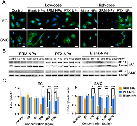 Effect On Hif 1α Expression Of Srm Nps And Ptx Nps Under Normoxia The Download Scientific