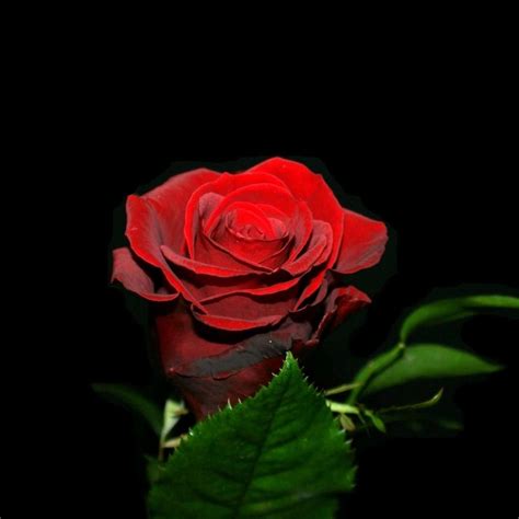 Red Rose With Black Background 42 Images