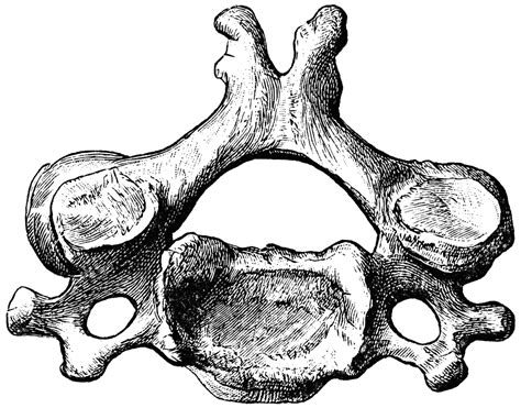 Fourth Cervical Vertebra Viewed From Above Clipart Etc