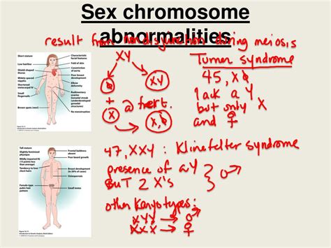 Ppt Bio 304 Lecture 14 Powerpoint Presentation Free Download Id