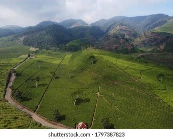 Panoramic Beauty Black Tea Plantation Area Stock Photo 1797387838 ...