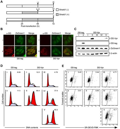 Cell cycle arrest and cell death in cells expressing a destabilizing ...