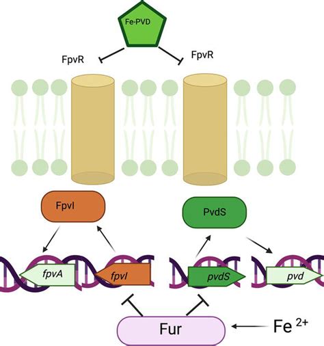 Pyoverdine As An Important Virulence Factor In Pseudomonas Aeruginosa