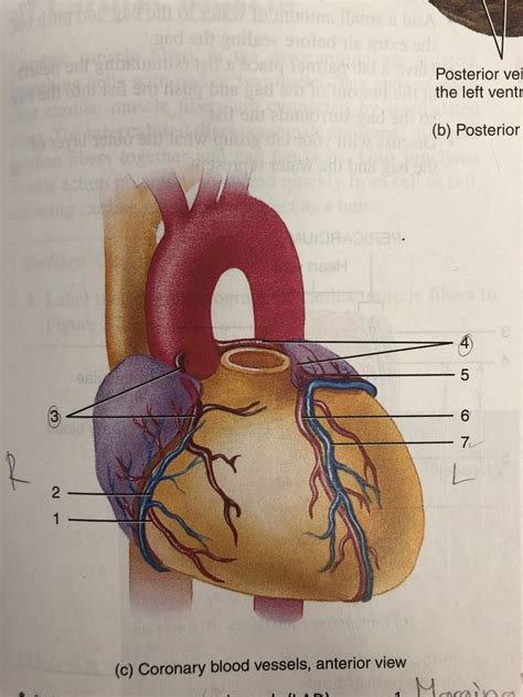 Coronary Circulation Coronary Blood Vessels Anterior View