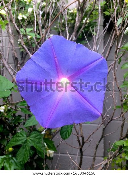 fully open flower images stock  vectors shutterstock