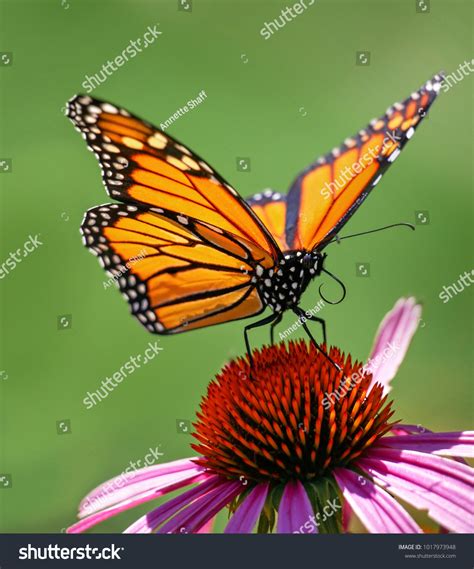 Butterfly Eating Nectar