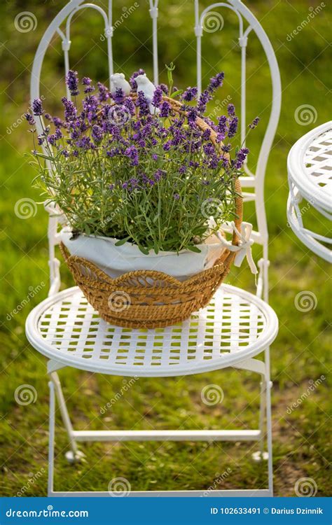 Beauty and Fresh Lavender in the Flower Pot Stock Image - Image of ...