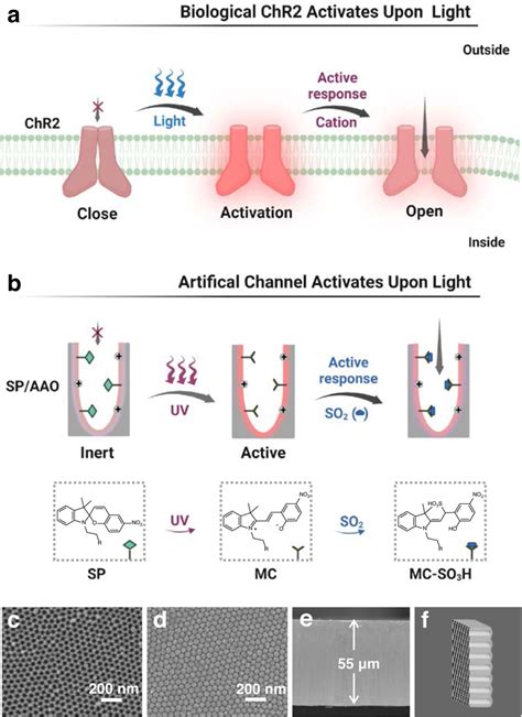 Schematic Illustration Of The Chr Inspired Light Controlled