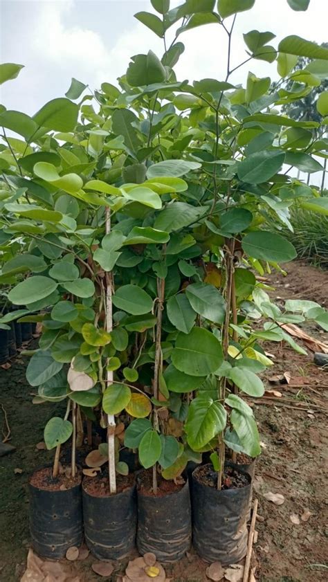 Green Pterocarpus Santalinus Red Sandalwood Plant For Plantation 20