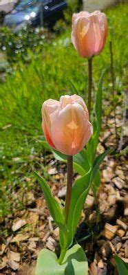 Darwin Tulpe Salmon Impression Lubera De