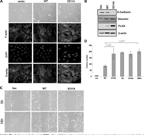 Figure From The Hippo Tumor Pathway Promotes Taz Degradation By