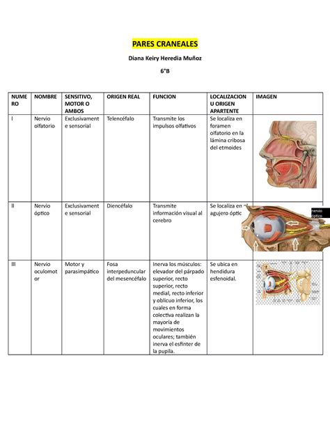 Evaluar Pares Craneales Pares Craneales Exploracion De Pares