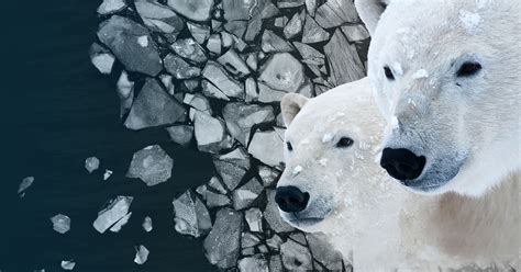 Polar bears and climate change: What does the science say?