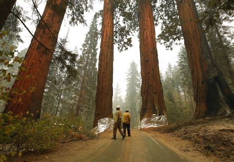 Woman Arrested On Suspicion Of Starting Ca Wildfire Fire Engineering Firefighter Training And