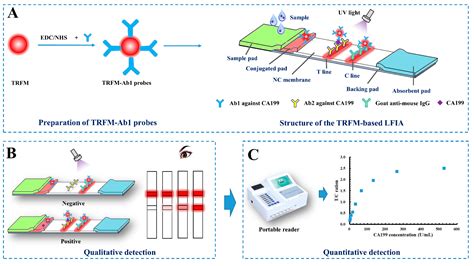 Ijms Free Full Text Lateral Flow Immunoassay Based On Time Resolved