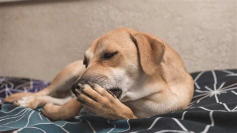 Dog Paw Allergy Issues: 6 Tips to Help Your Dog [With Pictures]