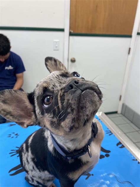 Wellness Exams – Sebastian Animal & Bird Hospital