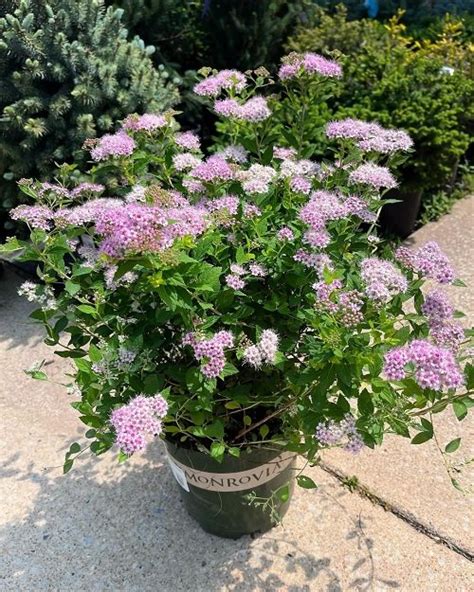 12 Shrubs That Like Wet Soil Balcony Garden Web