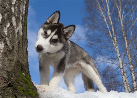 Husky Erziehung Tipps für den richtigen Umgang mit dem Husky