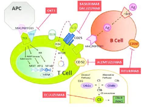 Schematic Illustration Showing Various Immunosuppressive Drugs And