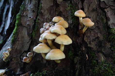 Champignons Tronc D Arbre For T La Photo Gratuite Sur Pixabay Pixabay